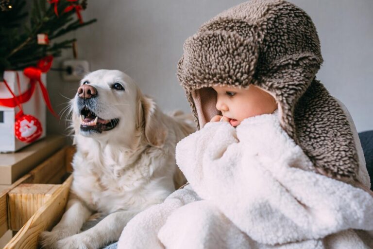 Why Your Pet Deserves the Fluffle Standard Cloud Bed